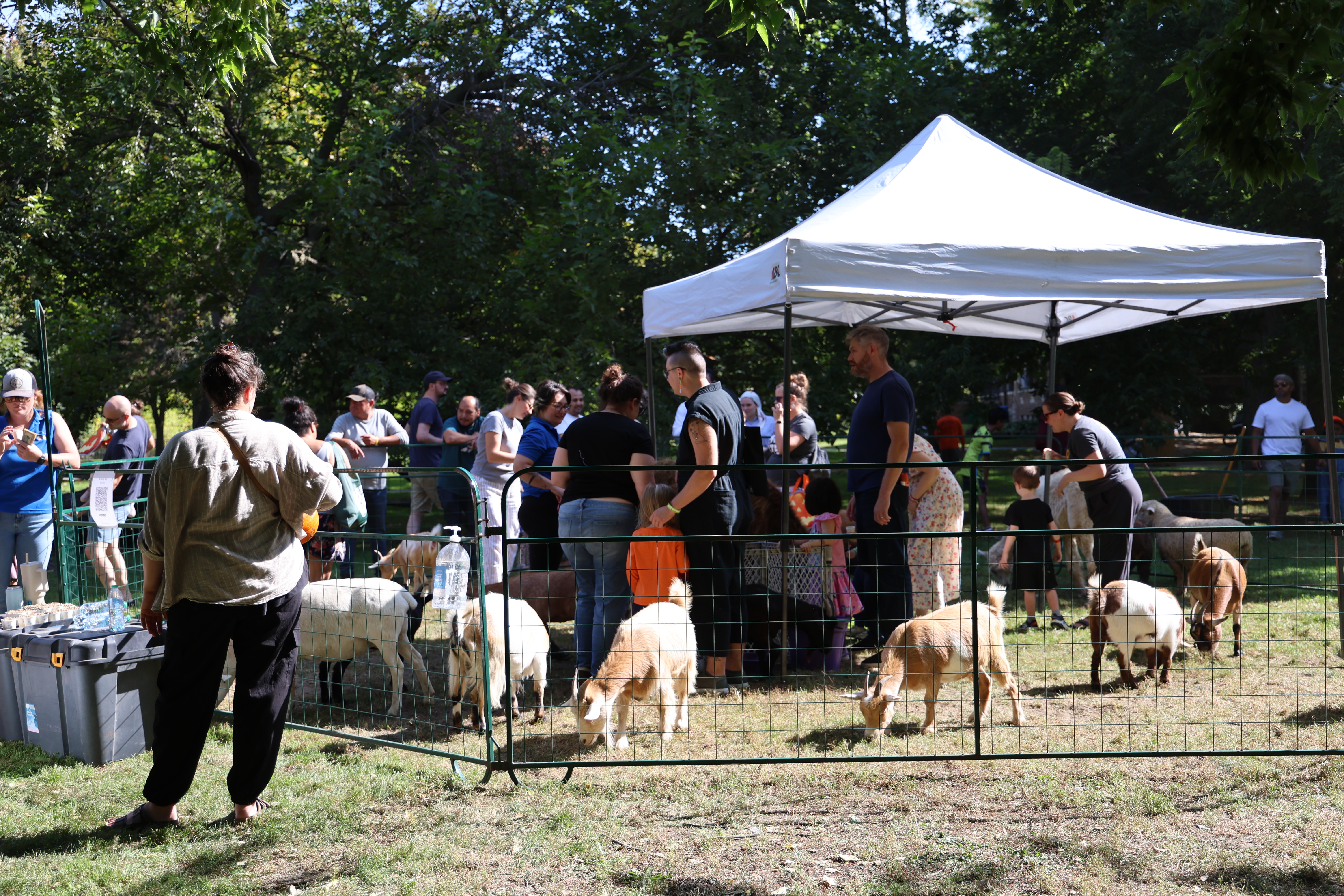 Outdoor petting zoo with goats and people.